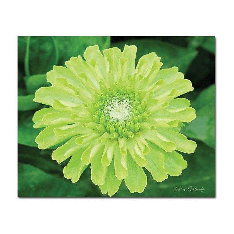 Trademark Global Kathie McCurdy "Green Envy Zinnia" Canvas Art, 26" x 32" image 1