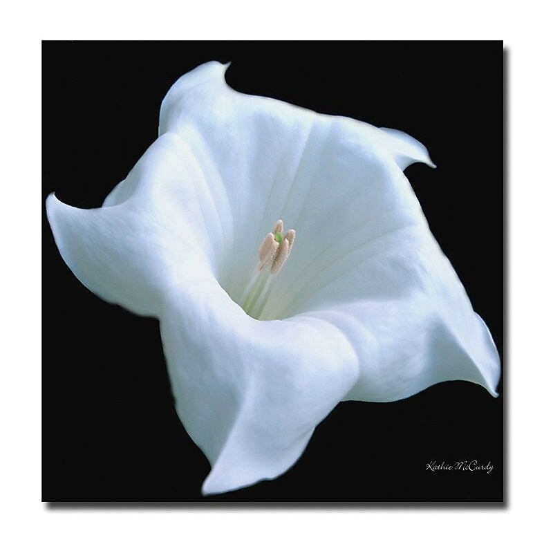 Trademark Global Kathie McCurdy "Moonflower Black and White" Canvas Art, 24" x 24" image 1