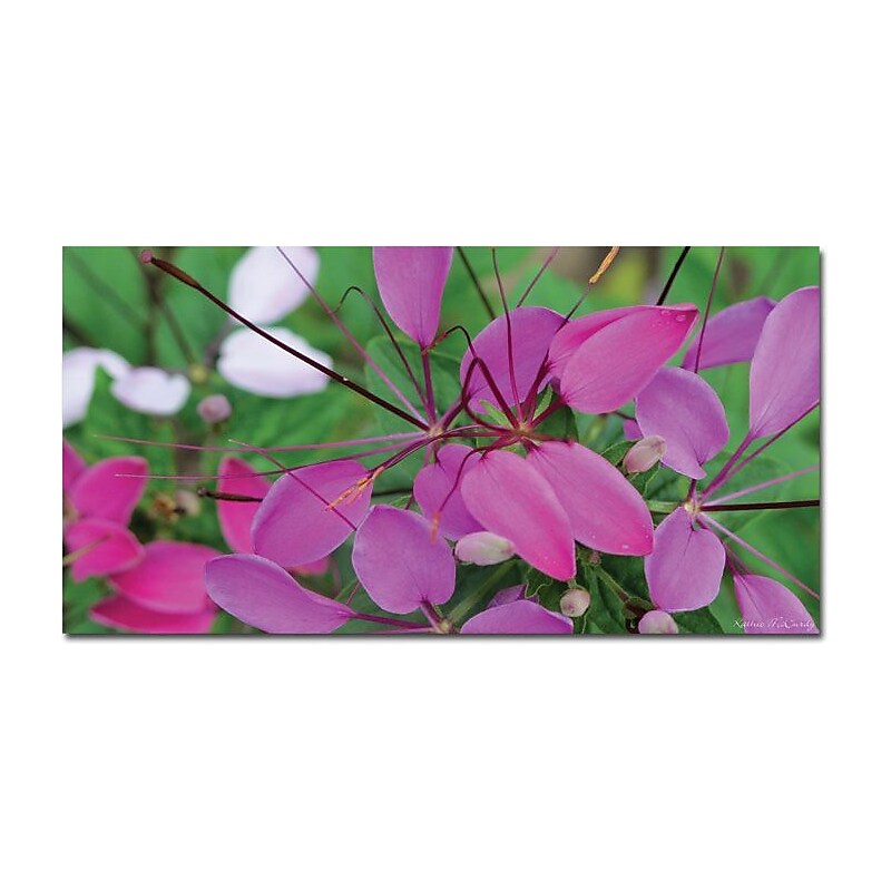 Trademark Global Kathie McCurdy "Cleome II" Canvas Art, 24" x 47" (KM0140-C2447GG) image 1