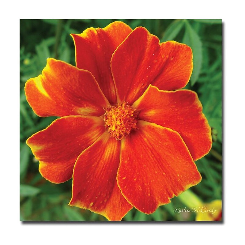 Trademark Global Kathie McCurdy "Marigold" Canvas Art, 24" x 24" image 1