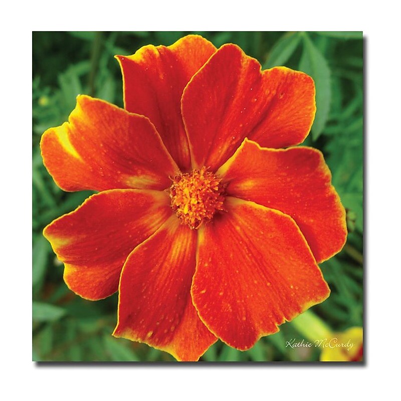 Trademark Global Kathie McCurdy "Marigold" Canvas Art, 35" x 35" image 1