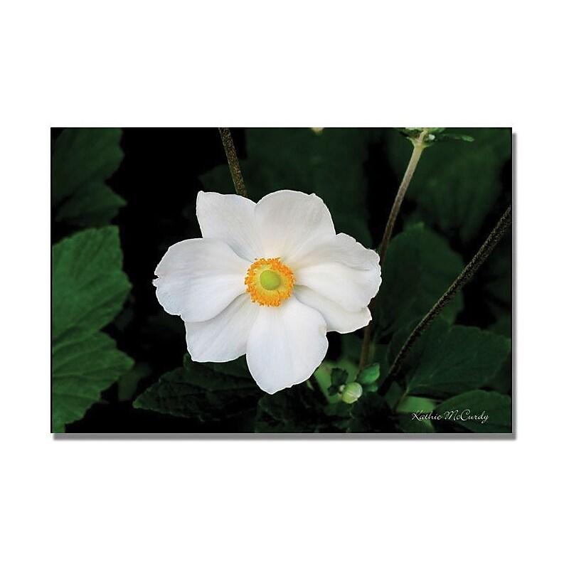Trademark Global Kathie McCurdy "Big White Flower" Canvas Art, 16" x 24" image 1