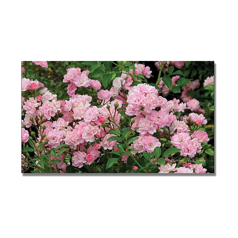 Trademark Global Kathie McCurdy "Pink Roses" Canvas Art, 30" x 47" image 1