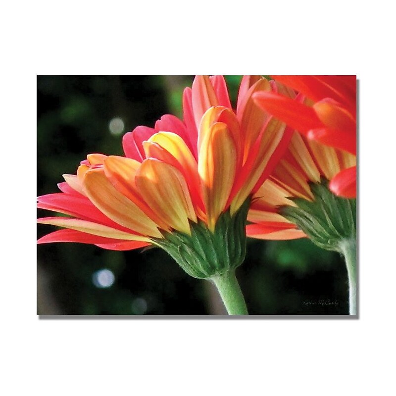 Trademark Global Kathie McCurdy "Gerber Daisy" Canvas Art, 18" x 24" image 1