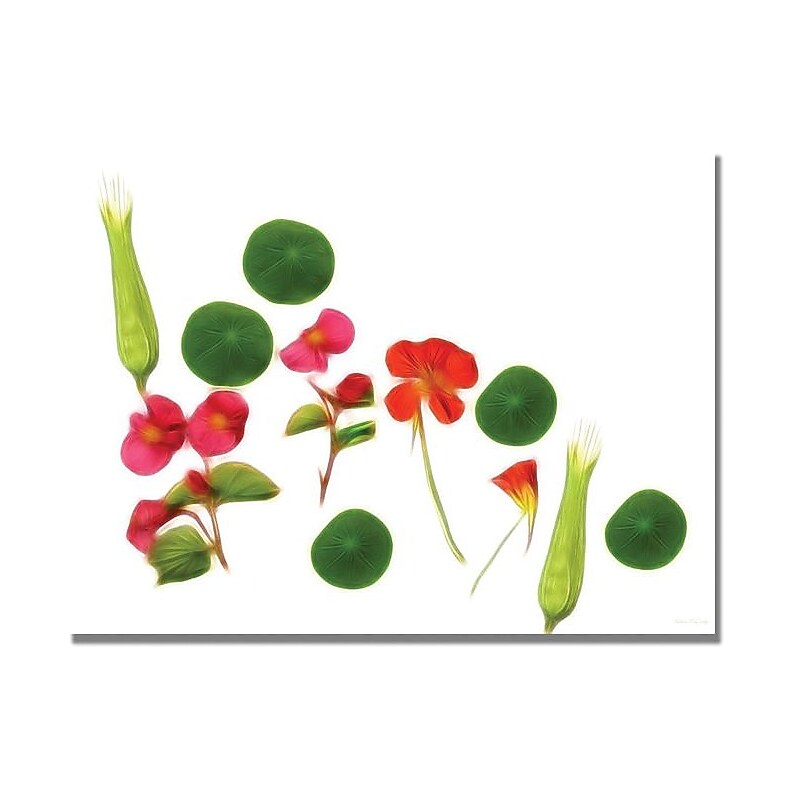 Trademark Global Kathie McCurdy "Nastursiam Begonias" Canvas Art, 18" x 24" image 1