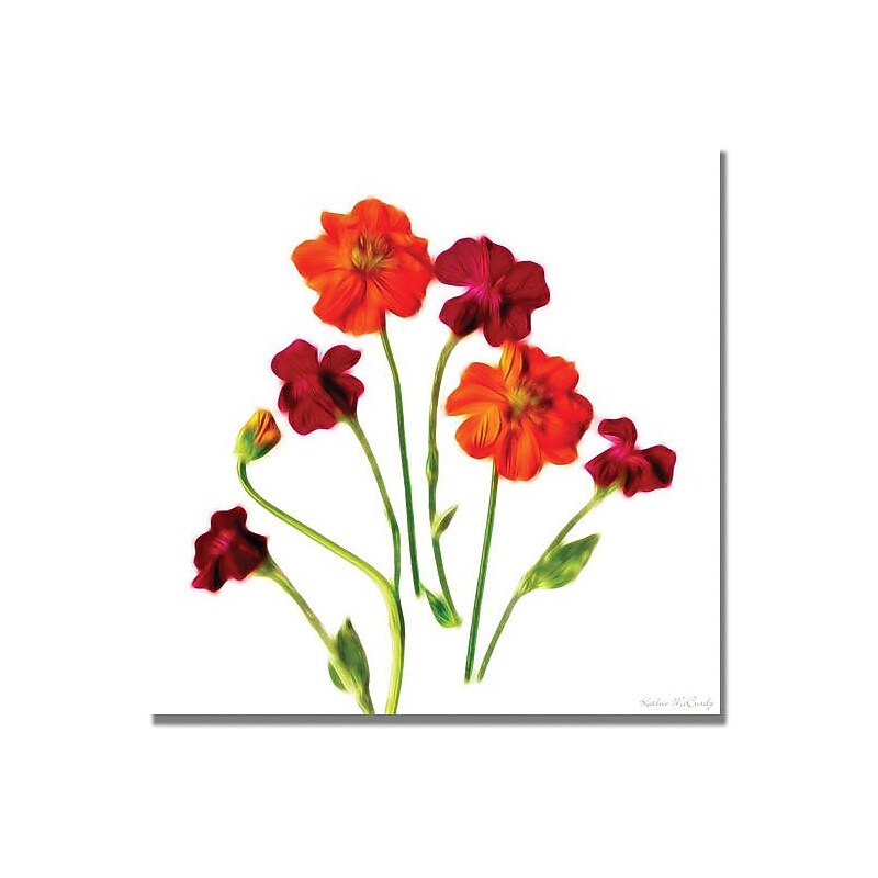 Trademark Global Kathie McCurdy "Orange Cosmos" Canvas Art, 24" x 24" image 1