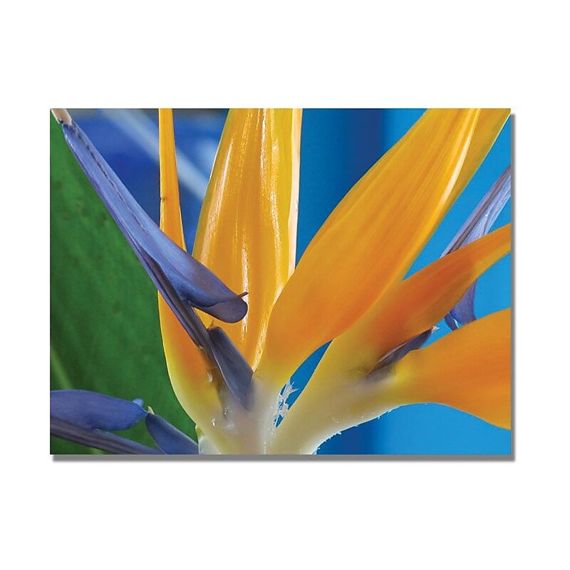 Trademark Global Kathie McCurdy "Bird of Paradise" Canvas Art, 18" x 24" image 1