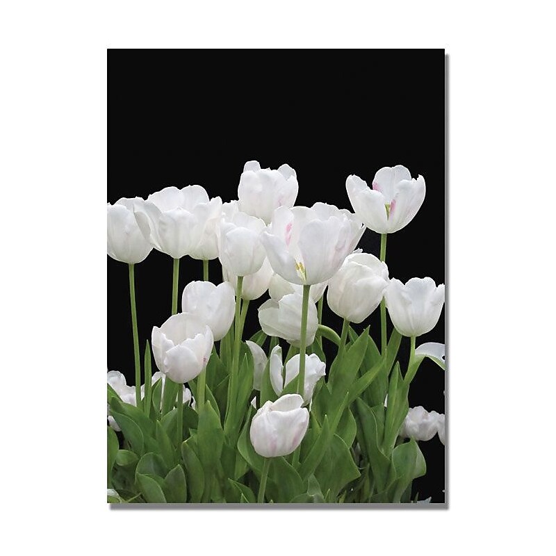 Trademark Global Kathie McCurdy "White Tulips" Canvas Art, Medium, 47" x 35" (KM0236-C3547GG) image 1