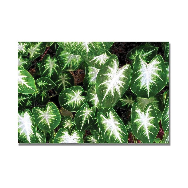 Trademark Global Kathie McCurdy 'Caladium Leaves' Canvas Art image 1