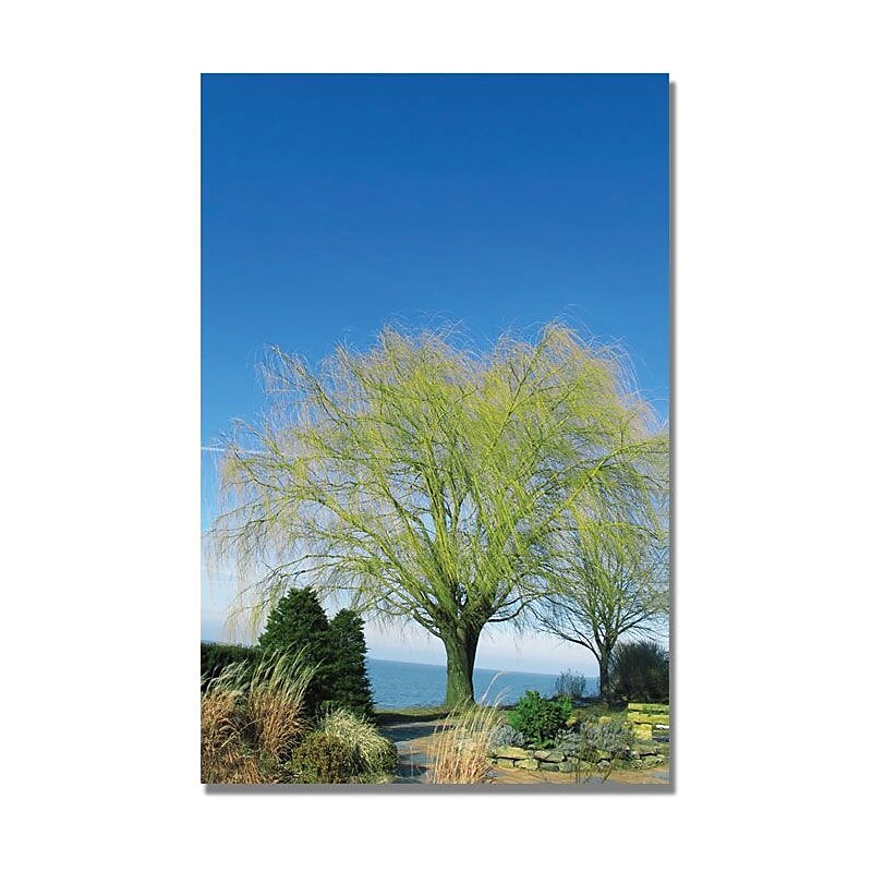 Trademark Global Kathie McCurdy "Wind to the Willow" Canvas Art, 24" x 16" image 1