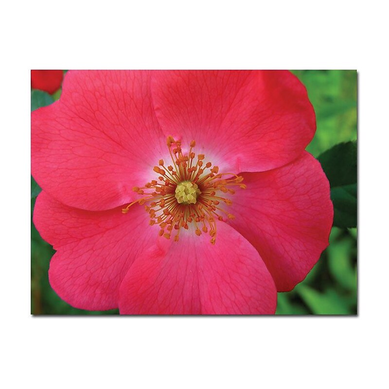 Trademark Global Kathie McCurdy "Pink Rose" Canvas Art, 24" x 32" image 1