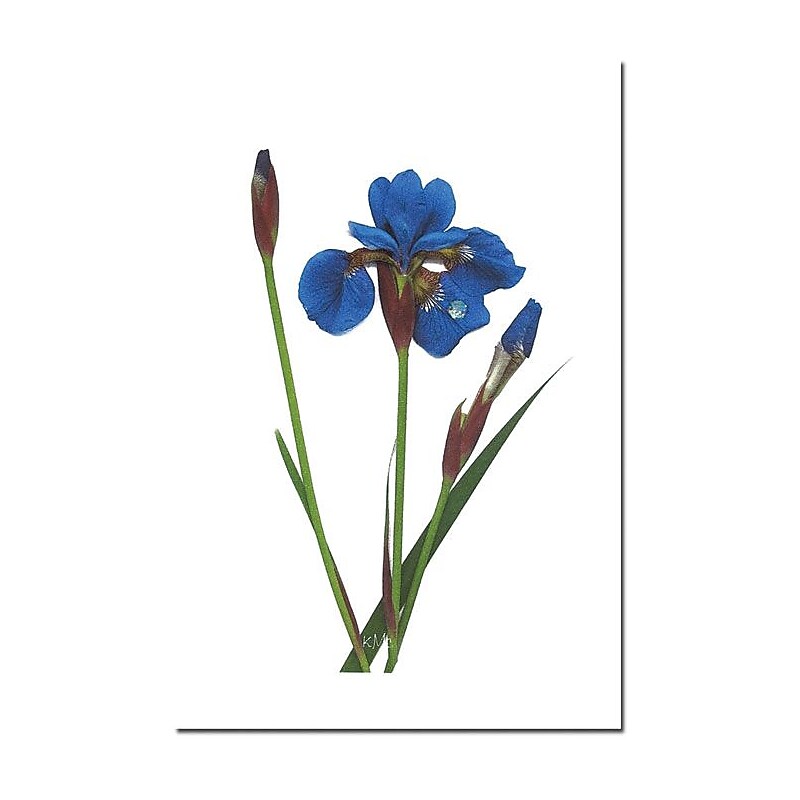 Trademark Global Kathie McCurdy "Blue Beauty" Canvas Art, 24" x 16" image 1