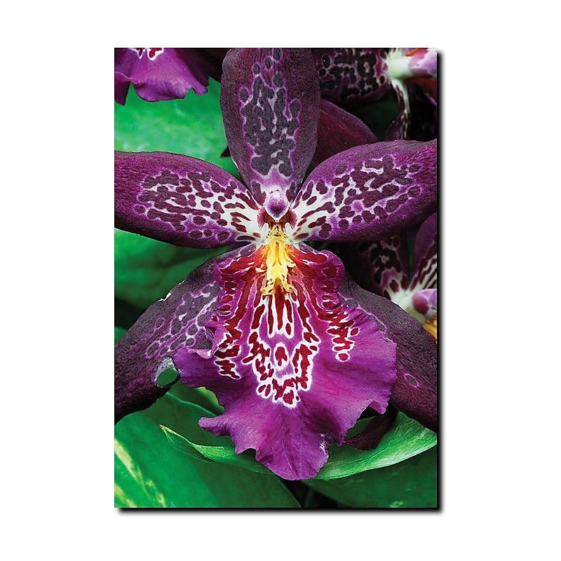 Trademark Global Kurt Shaffer "One Flower Gallery Wrapped" Canvas Art, 32" x 24" image 1