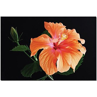 Trademark Global Kurt Shafer "Hibiscus on black" Canvas Art, 16" x 24"