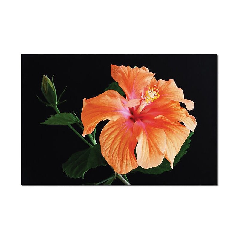 Trademark Global Kurt Shafer "Hibiscus on black" Canvas Art, 16" x 24" image 1
