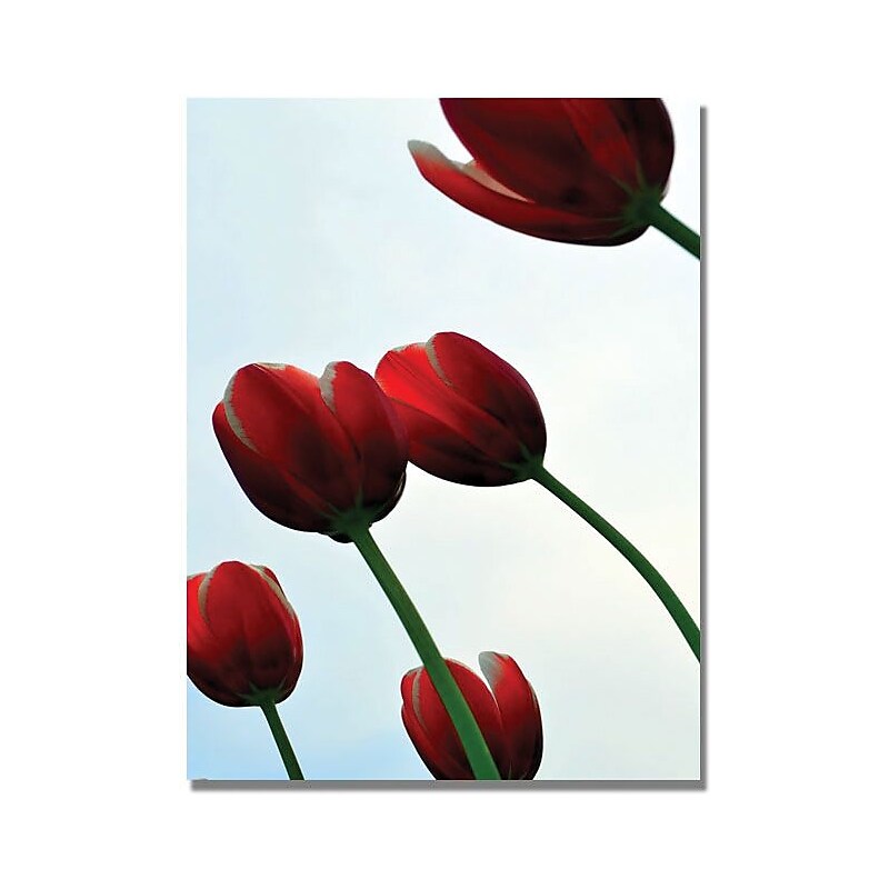 Trademark Global Michelle Calkins "Red Tulips from the Bottom Up" Canvas Art, 24" x 18" image 1