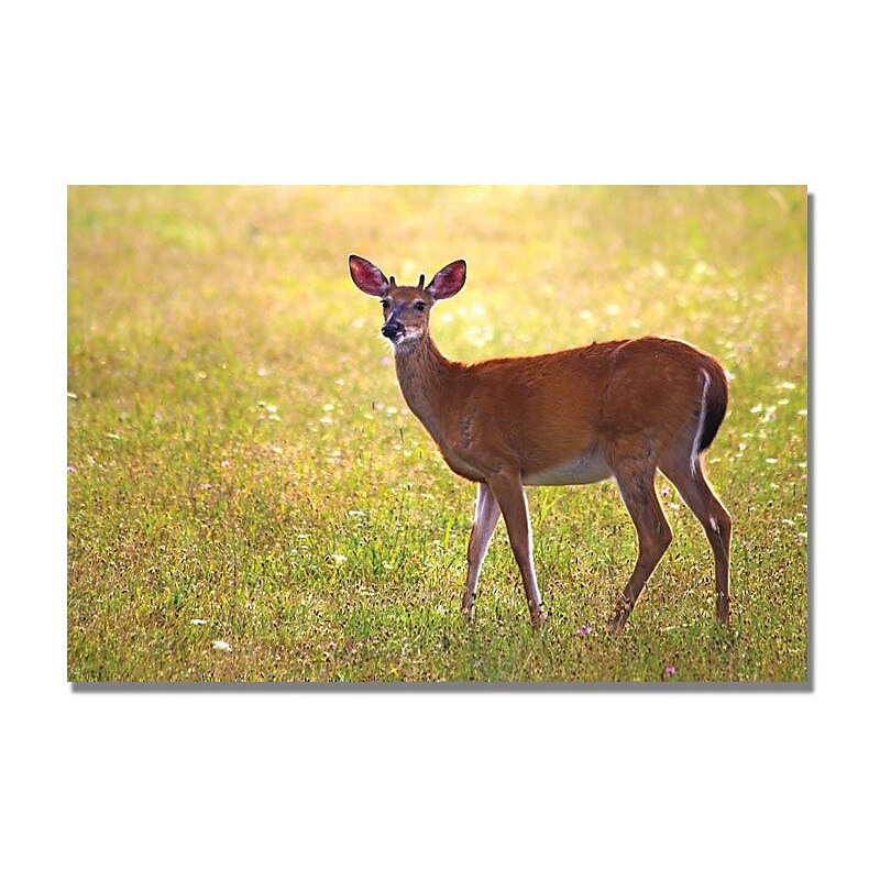 Trademark Global Mcat "Young Buck" Canvas Art, 16" x 24" image 1