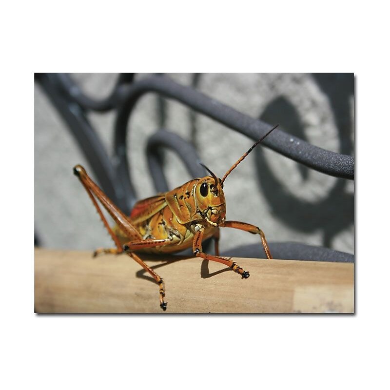 Trademark Global Patty Tuggle "Grasshopper" Canvas Art, 18" x 24" image 1