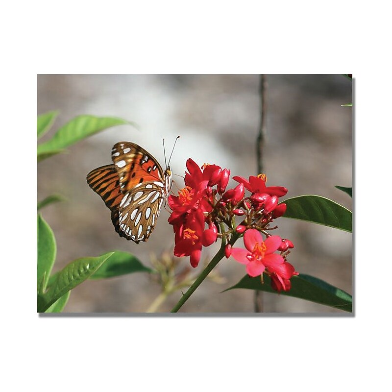 Trademark Global Patty Tuggle "Butterfly on Red Flowers" Canvas Art, 24" x 32" image 1