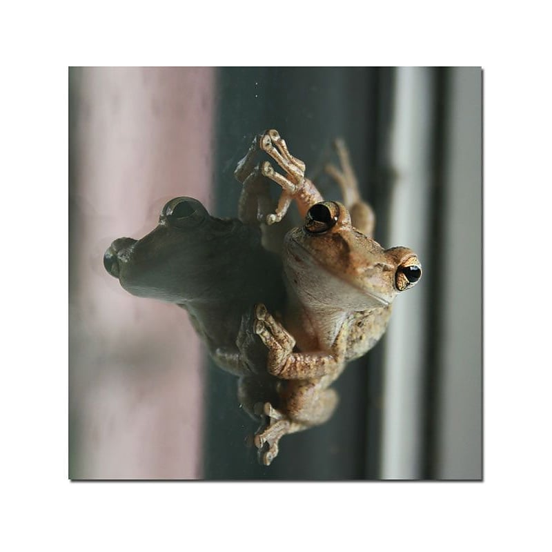 Trademark Global Patty Tuggle "Cute Frog" Canvas Art, 24" x 24" image 1