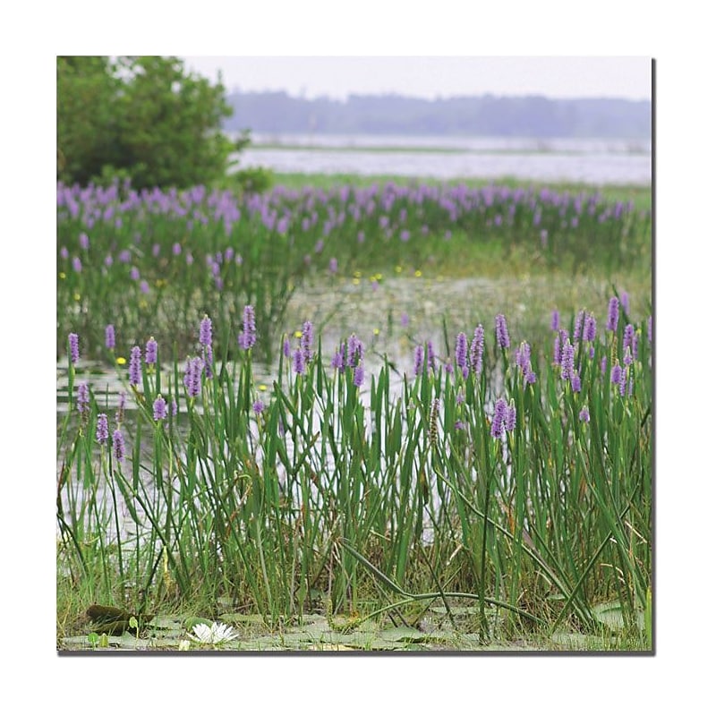 Trademark Global Patty Tuggle "Floral Lake" Canvas Art, 24" x 24" image 1