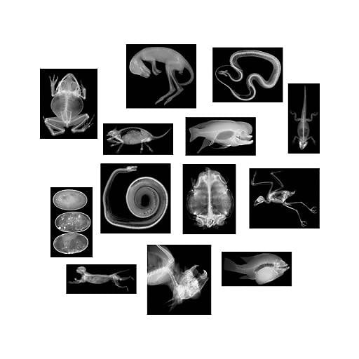 roylco x ray animal staples