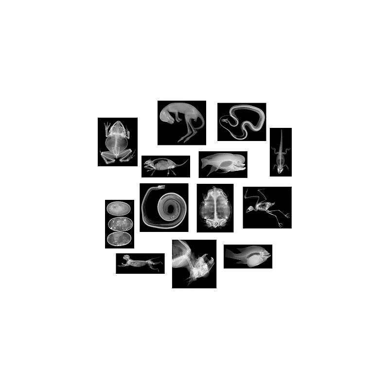 Roylco® X-Ray, Animal image 1