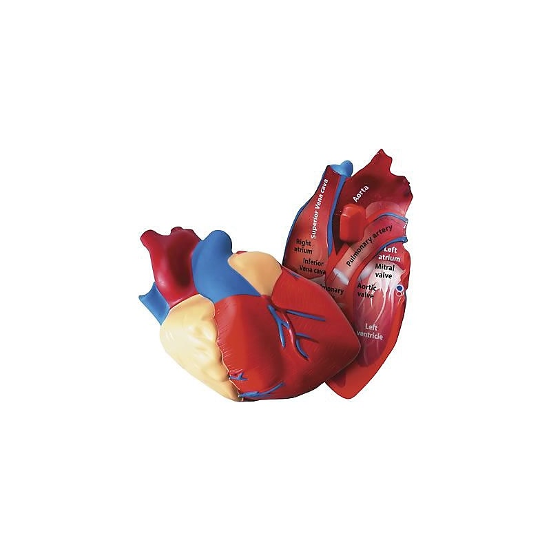 Learning Resources Cross Section Human Heart Model image 1