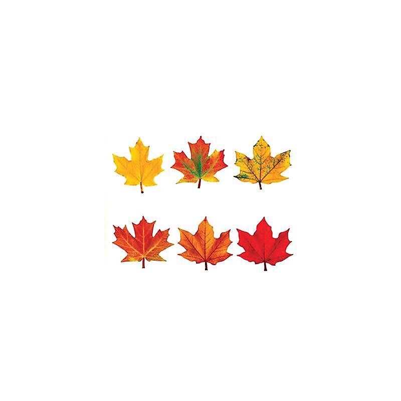 Trend Enterprises 5.5" and 6" Maple Leaves Classic Accents Variety Pack, 36 Pack (T-10958) image 1