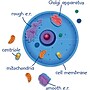 Learning Resources Giant Magnetic Animal Cell, 12/Set (LER6039) ~#|#~s0992146_sc7