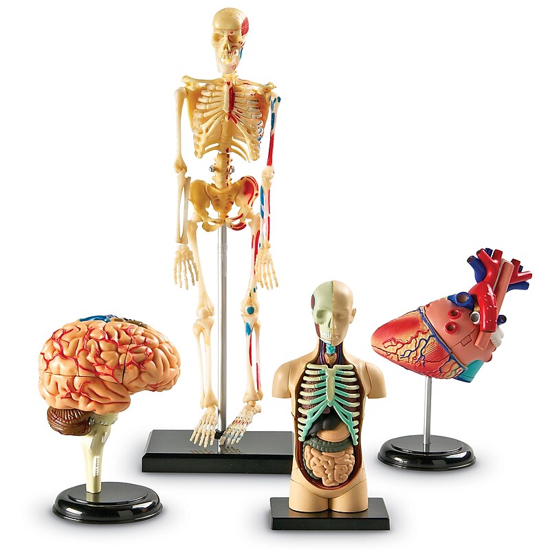 Learning Resources Anatomy Models Bundle, Set of 4 (LER3338) image 1