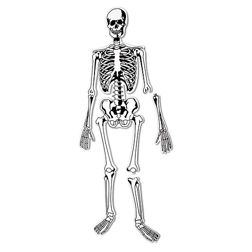 Learning Resources Skeleton Foam Floor Puzzle (LER3332) | Staples