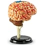 Learning Resources Brain Anatomy Model (LER3335)~#|#~sp106137227_sc7