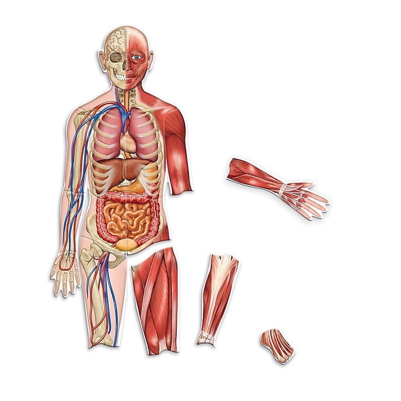 Learning Resources Double Sided Magnetic Human Body (LER6044) image 1