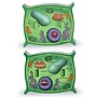Learning Resources Cross Section Models, Plant (LER1901)~#|#~sp106137270_sc7