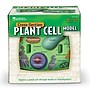 Learning Resources Cross Section Models, Plant (LER1901)~#|#~sp106137271_sc7