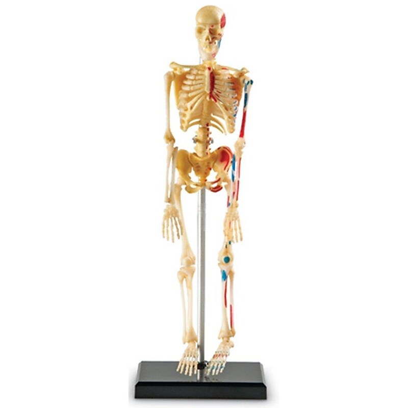 Learning Resources Skeleton Model (LER3337) image 1