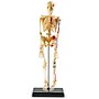 Learning Resources Skeleton Model (LER3337)~#|#~sp106137286_sc7