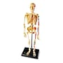 Learning Resources Skeleton Model (LER3337)~#|#~sp106137288_sc7