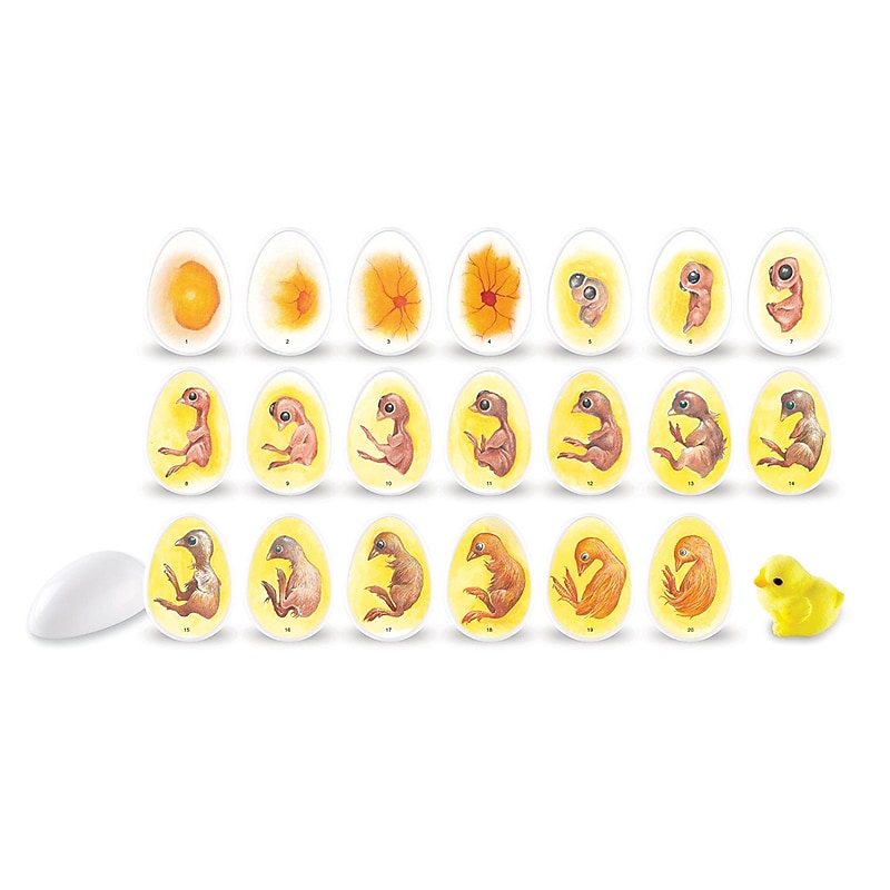 Learning Resources Chick Life Cycle Exploration Set (LER2733) image 1