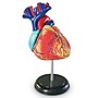 Learning Resources Heart Anatomy Model (LER3334)~#|#~sp106137434_sc7