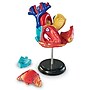 Learning Resources Heart Anatomy Model (LER3334)~#|#~sp106137435_sc7