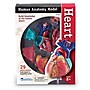 Learning Resources Heart Anatomy Model (LER3334)~#|#~sp106137436_sc7