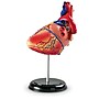Learning Resources Heart Anatomy Model (LER3334)~#|#~sp106137437_sc7