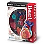 Learning Resources Heart Anatomy Model (LER3334)~#|#~sp106137439_sc7