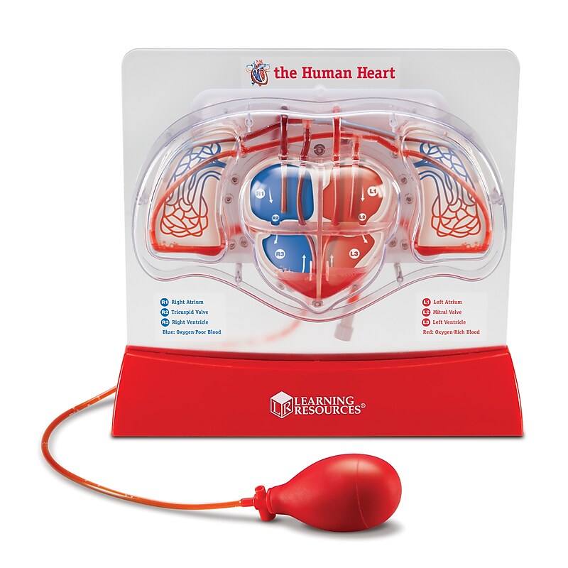 Learning Resources Pumping Heart Model (LER3535) image 1