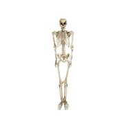 Northlight 5' Spooky Life Size Skeleton Indoor/Outdoor Halloween Decoration...