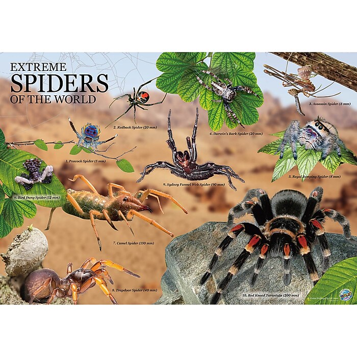 Learning Advantage WILD ENVIRONMENTAL SCIENCE Extreme Spiders of