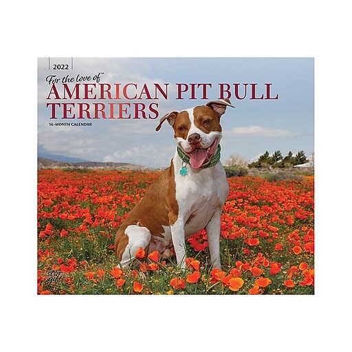 2021 Wall Calendar Just Am Pit Bull Terrier dog breed calendar Free Shipping 
