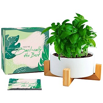 Baudville Haven Plant Set, White (92714)